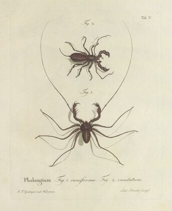 Natursystem der ungeflügelten insekten Pl.05 (1797)
