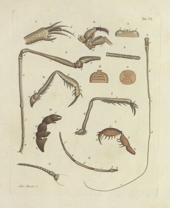 Natursystem der ungeflügelten insekten Pl.06 (1797)