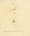 Natursystem der ungeflügelten insekten Pl.08 (1797)