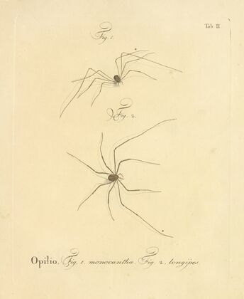 Natursystem der ungeflügelten insekten Pl.08 (1797)