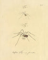Natursystem der ungeflügelten insekten Pl.10 (1797)
