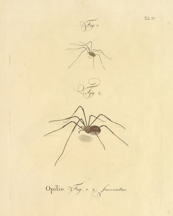 Natursystem der ungeflügelten insekten Pl.10 (1797)