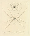 Natursystem der ungeflügelten insekten Pl.13 (1797)