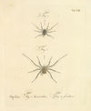 Natursystem der ungeflügelten insekten Pl.14 (1797)