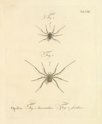 Natursystem der ungeflügelten insekten Pl.14 (1797)