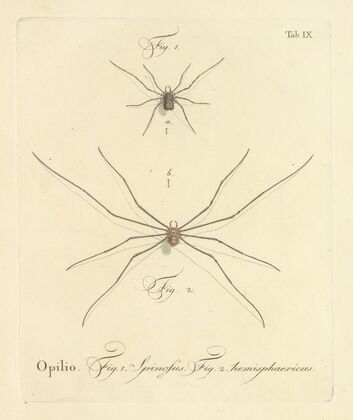Natursystem der ungeflügelten insekten Pl.15 (1797)