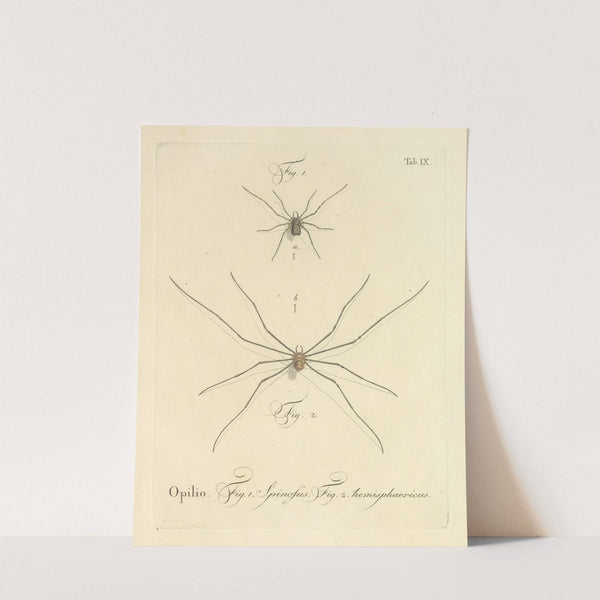 Natursystem der ungeflügelten insekten Pl.15 (1797) by Johann Friedrich Wilhelm Herbst