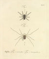 Natursystem der ungeflügelten insekten Pl.16 (1797)