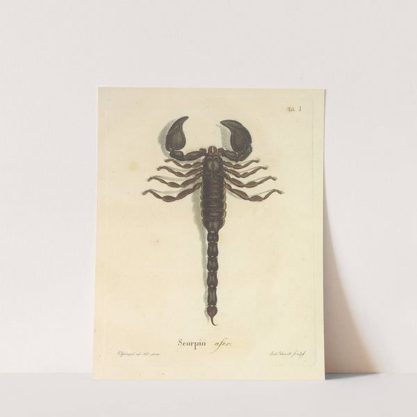 Natursystem der ungeflügelten insekten Pl.17 (1797) by Johann Friedrich Wilhelm Herbst