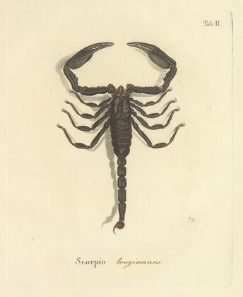 Natursystem der ungeflügelten insekten Pl.18 (1797)
