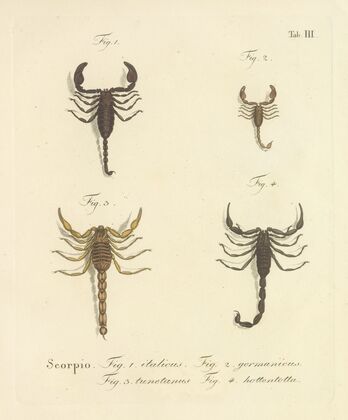 Natursystem der ungeflügelten insekten Pl.19 (1797)