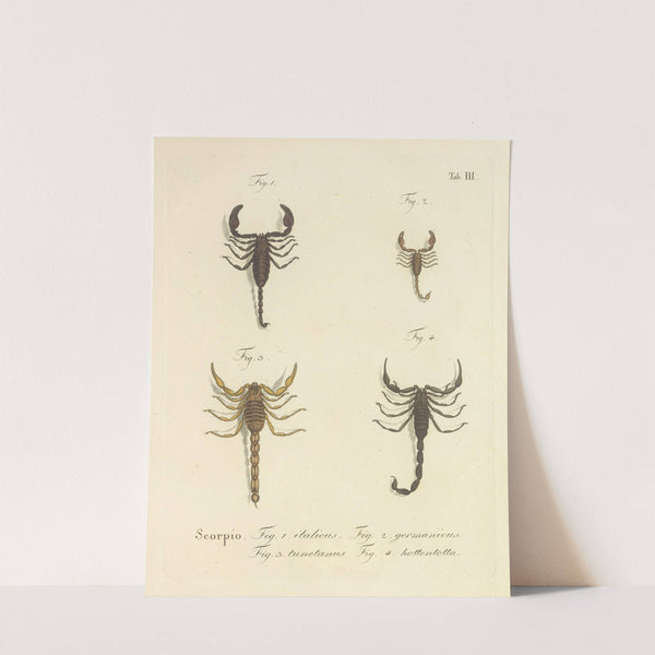 Natursystem der ungeflügelten insekten Pl.19 (1797) by Johann Friedrich Wilhelm Herbst