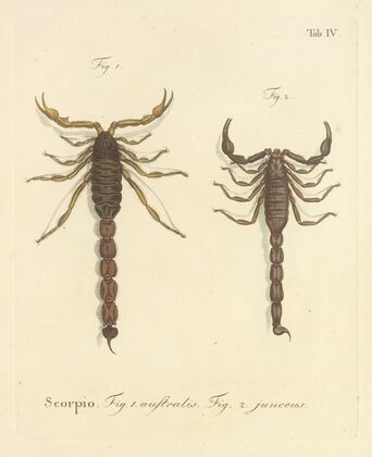 Natursystem der ungeflügelten insekten Pl.20 (1797)