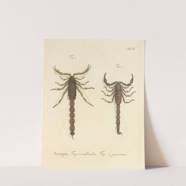 Natursystem der ungeflügelten insekten Pl.20 (1797) by Johann Friedrich Wilhelm Herbst