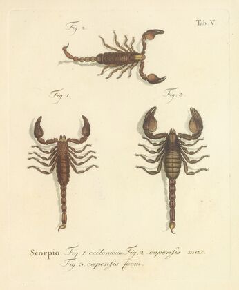 Natursystem der ungeflügelten insekten Pl.21 (1797)