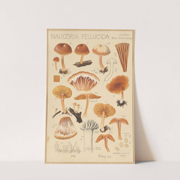 Naucoria pellucida (1915-1945) by Hans Walty