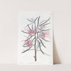 Neat Grevillea by Sydenham Edwards