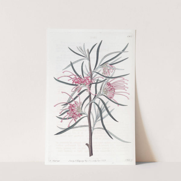 Neat Grevillea by Sydenham Edwards