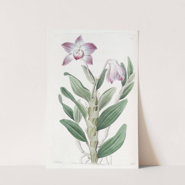 Necklace-Stemmed Dendrobium by Sydenham Edwards