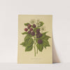 Nederlandsche flora en pomona Pl.05 (1879) by Abraham Jacobus Wendel