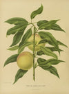 Nederlandsche flora en pomona Pl.06 (1879)