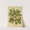 Nederlandsche flora en pomona Pl.07 (1879) by Abraham Jacobus Wendel