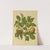 Nederlandsche flora en pomona Pl.07 (1879) by Abraham Jacobus Wendel