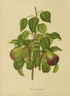 Nederlandsche flora en pomona Pl.11 (1879)