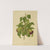 Nederlandsche flora en pomona Pl.11 (1879) by Abraham Jacobus Wendel