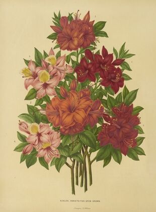 Nederlandsche flora en pomona Pl.15 (1879)