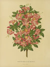 Nederlandsche flora en pomona Pl.16 (1879)