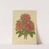 Nederlandsche flora en pomona Pl.17 (1879) by Abraham Jacobus Wendel