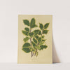 Nederlandsche flora en pomona Pl.18 (1879) by Abraham Jacobus Wendel