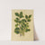 Nederlandsche flora en pomona Pl.18 (1879) by Abraham Jacobus Wendel