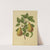 Nederlandsche flora en pomona Pl.19 (1879) by Abraham Jacobus Wendel