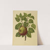 Nederlandsche flora en pomona Pl.20 (1879) by Abraham Jacobus Wendel