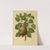 Nederlandsche flora en pomona Pl.20 (1879) by Abraham Jacobus Wendel
