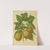 Nederlandsche flora en pomona Pl.21 (1879) by Abraham Jacobus Wendel