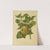 Nederlandsche flora en pomona Pl.23 (1879) by Abraham Jacobus Wendel