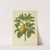 Nederlandsche flora en pomona Pl.28 (1879) by Abraham Jacobus Wendel