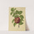 Nederlandsche flora en pomona Pl.29 (1879) by Abraham Jacobus Wendel