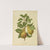 Nederlandsche flora en pomona Pl.33 (1879) by Abraham Jacobus Wendel