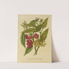 Nederlandsche flora en pomona Pl.34 (1879) by Abraham Jacobus Wendel
