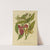 Nederlandsche flora en pomona Pl.34 (1879) by Abraham Jacobus Wendel