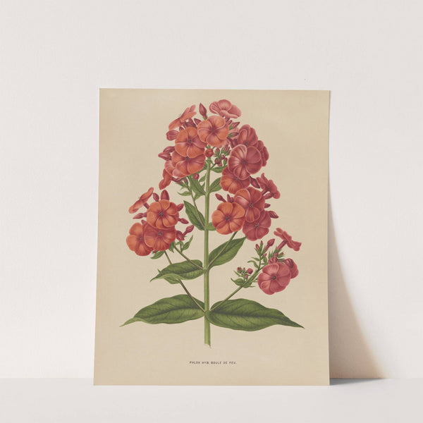 Nederlandsche flora en pomona Pl.39 (1879) by Abraham Jacobus Wendel