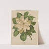 Nederlandsche flora en pomona Pl.43 (1879) by Abraham Jacobus Wendel