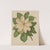 Nederlandsche flora en pomona Pl.43 (1879) by Abraham Jacobus Wendel