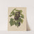 Nederlandsche flora en pomona Pl.45 (1879) by Abraham Jacobus Wendel