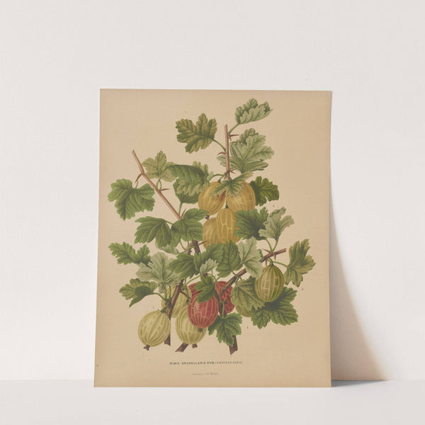Nederlandsche flora en pomona Pl.47 (1879) by Abraham Jacobus Wendel