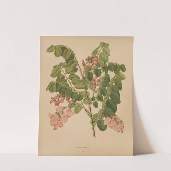Nederlandsche flora en pomona Pl.49 (1879) by Abraham Jacobus Wendel